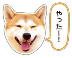 Japanese Shiba Inu hanako5 PhotoSticker sticker #14235518