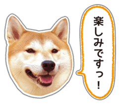 Japanese Shiba Inu hanako5 PhotoSticker sticker #14235519