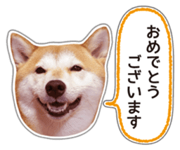 Japanese Shiba Inu hanako5 PhotoSticker sticker #14235520