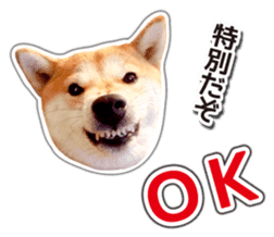 Japanese Shiba Inu hanako5 PhotoSticker sticker #14235524
