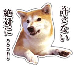 Japanese Shiba Inu hanako5 PhotoSticker sticker #14235527