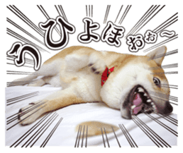 Japanese Shiba Inu hanako5 PhotoSticker sticker #14235528