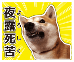 Japanese Shiba Inu hanako5 PhotoSticker sticker #14235529