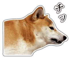 Japanese Shiba Inu hanako5 PhotoSticker sticker #14235538