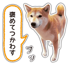 Japanese Shiba Inu hanako5 PhotoSticker sticker #14235539