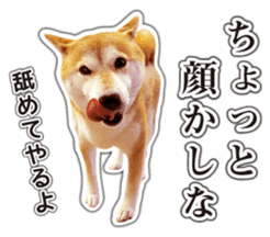 Japanese Shiba Inu hanako5 PhotoSticker sticker #14235540