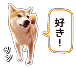 Japanese Shiba Inu hanako5 PhotoSticker sticker #14235541