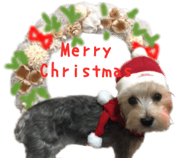 Real DOG mix of Maltese and Yorkie sticker #14237630