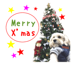 Real DOG mix of Maltese and Yorkie sticker #14237631