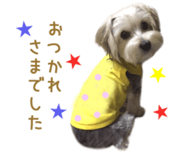 Real Dog Mix Of Maltese And Yorkie By Kia Sticker 14237634