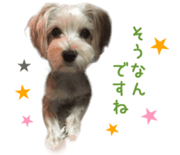 Real Dog Mix Of Maltese And Yorkie By Kia Sticker 14237635