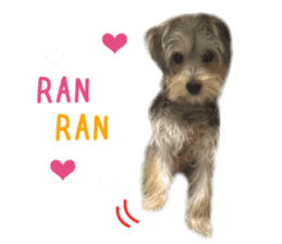 Real Dog Mix Of Maltese And Yorkie By Kia Sticker 14237636