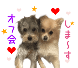 Real Dog Mix Of Maltese And Yorkie By Kia Sticker 14237637