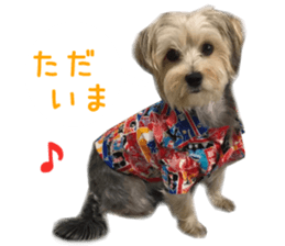 Real DOG mix of Maltese and Yorkie sticker #14237638