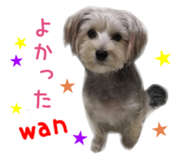 Real DOG mix of Maltese and Yorkie sticker #14237639