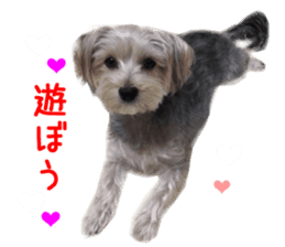 Real Dog Mix Of Maltese And Yorkie By Kia Sticker 14237640
