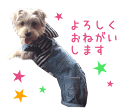 Real DOG mix of Maltese and Yorkie sticker #14237641