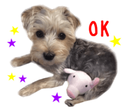 Real DOG mix of Maltese and Yorkie sticker #14237642