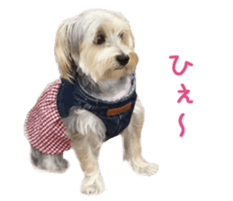 Real Dog Mix Of Maltese And Yorkie By Kia Sticker 14237643
