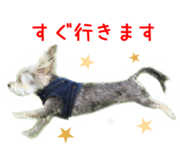 Real DOG mix of Maltese and Yorkie sticker #14237644