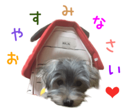 Real DOG mix of Maltese and Yorkie sticker #14237645