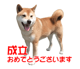 A-chan of Shibainu 4(Congrats) sticker #14238124