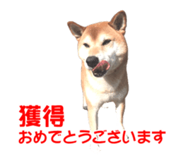 A-chan of Shibainu 4(Congrats) sticker #14238134