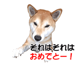 A-chan of Shibainu 4(Congrats) sticker #14238146