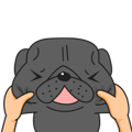 Kuro Pug Animated 3!