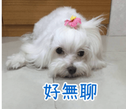 Ms.MARY sticker #14239635