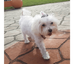 Ms.MARY sticker #14239637