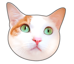 Cat faces and cat pads sticker #14240454