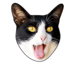Cat faces and cat pads sticker #14240455