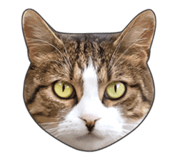 Cat faces and cat pads sticker #14240457