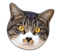 Cat faces and cat pads sticker #14240458