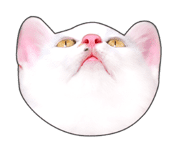 Cat faces and cat pads sticker #14240459