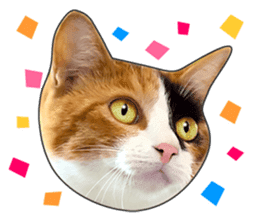 Cat faces and cat pads sticker #14240466