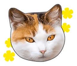 Cat faces and cat pads sticker #14240467