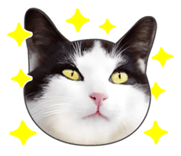 Cat faces and cat pads sticker #14240468