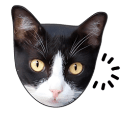 Cat faces and cat pads sticker #14240471