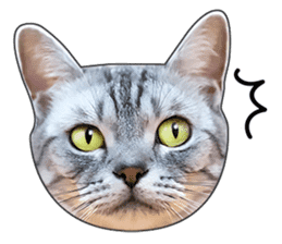 Cat faces and cat pads sticker #14240472