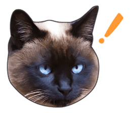 Cat faces and cat pads sticker #14240474