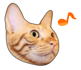 Cat faces and cat pads sticker #14240478