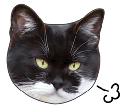 Cat faces and cat pads sticker #14240481