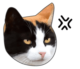 Cat faces and cat pads sticker #14240485