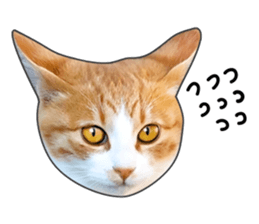 Cat faces and cat pads sticker #14240489