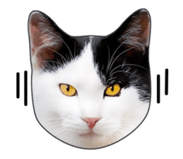 Cat faces and cat pads sticker #14240490