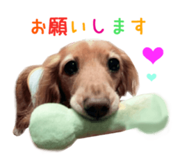 Real DOG Wan de FULL Ver.2 sticker #14241322