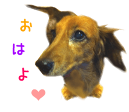 Real DOG Wan de FULL Ver.2 sticker #14241326