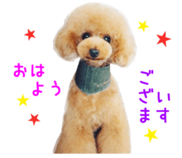 Real DOG Wan de FULL Ver.2 sticker #14241327